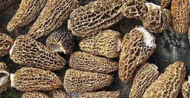 Smardz-Morchella-Morelowy grzyb dziki, myty, suszony, kapelusz bez nóżki, pakowany