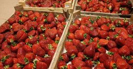 Witam, byłbym zainteresowany regularną dostawą truskawek. Dostawa pod wskazany