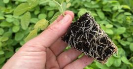 Rose Damascena seedlings Specially selected hybrids of fast-growing Paulownia,