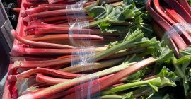 Sprzedam rabarbar malinowy. Duże ilości.