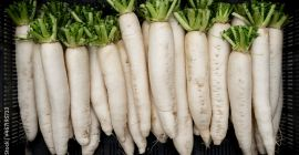 White radish (daikon) big size for industry. Need in