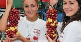 Sprzedaję świeże wiśnie odmian wczesnych, średnio wczesnych i późnych.
