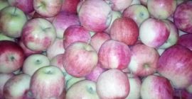 Sprzedam Pirosa ok 12 t i Paulareda ok 4