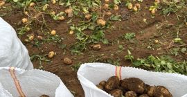 młody ziemniak z Rumunii bezpośrednio od producenta Calarasi, Dolj,