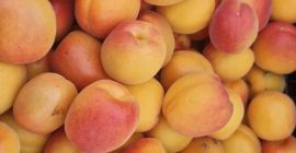 CZEKAMY NA CIEBIE, ABY ZOBACZYĆ ŚWIEŻE I AROMATYCZNE MORELE