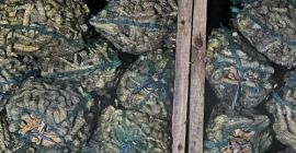 Oferujemy hurtową sprzedaż korzenia chrzanu już od 20 ton.