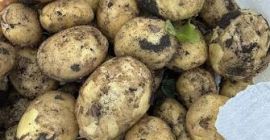High-quality Riviera potatoes, uniform size, clean and suitable for
