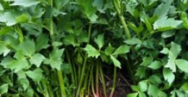 Oferuję liście lubczyku od producenta z województwa łódzkiego (powiat