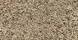 Sprzedam sorgo białe Czystość 99%, wilgotność max 14%. Cena