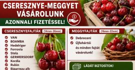 Firma z Klużu-Napoki poszukuje dużych ilości wiśni na sezon