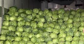 Early sweet white cabbage