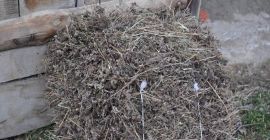 Witam sprzedam oregano wysuszone w całości i prasowane w