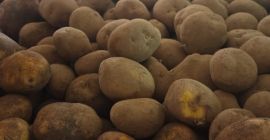 Charakterystyka produktu: Odmiana: Agria Pochodzenie: Belgia Kaliber: 50+ Oczyszczone