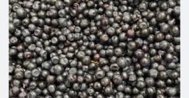 Sprzedam jagodę leśną w ilościach hurtowych. Przyjmuję już zamówienia