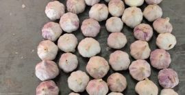大家好，我们是中国山东的大蒜和姜批发商，现在寻找波兰的合作伙伴，我们产期出口到迪拜和日本，韩国。欢迎联系我们波兰的负责人：李先生。电话：[telefon]. 邮箱：[e-mail]