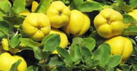 Sprzedam owoce pigwowca japońskiego w z ekologicznej plantacji w