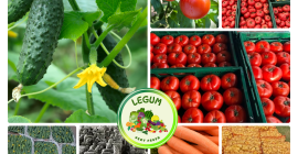 RGI DAR FRESH SRL to rumuńska firma z siedzibą