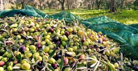 Organiczna oliwa z oliwek z Albanii. Wysokiej jakości organiczna