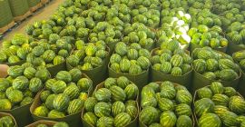 Sprzedam arbuzy Waga 5-8 kg Posiadam bardzo duże ilości