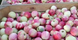 Sprzedam Pirosa ok 10 t i Paulareda ok 3