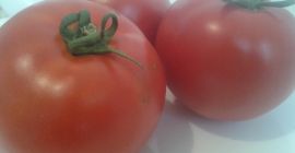Sprzedam pomidory polne: okrągłe i podłużne, cena uzależniona od