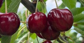 Продвам високачествен черешов плод, с много добри вкусови качества.