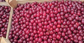 Witamy, Mamy obecnie 40 ton świeżych wiśni kwaśnych w