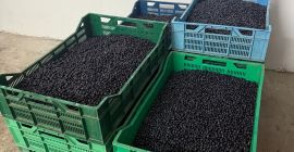 Fresh forest blueberries available, quantity and price to be