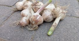 Sprzedam około 1.5 ton czosnku jarego jarus, bardzo aromatyczny,