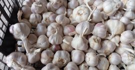 Sprzedam około 150 kg czosnku jarego jarus, bardzo aromatyczny,