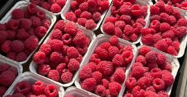 Fresh Raspberries for Export – Class I – Variety