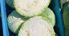 Kapusta biała twarda odmiana padoc kaliber 2+kg