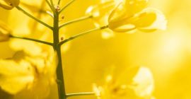 Rapeseed , Crop 2026 — Ukraine Origin Trade Oil