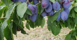 Witam. Sprzedam ładną śliwke, ilosci paletowe, węgierke oraz amers.