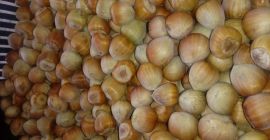 Sprzedam orzecha laskowego odmiana Kataloński,świeżutki,rwany na bierzaco.