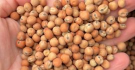 Groch Pastewny Peluszka Field Peas zbiór 2026 . Oczyszczony