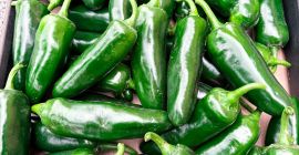 Sprzedam świeże JALAPEÑO Zrywane pod zamówienie. Ilości ok. 100kg