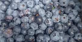 Oferujemy borówkę amerykańską. Ekologiczną, pyszną i soczystą!