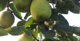 Pigwa - sprzedam owoce pigwy wielkoowocowej Cena: Do 20kg