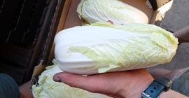 Sprzedam kapustę pekińską, drugi gatunek. Tel [telefon]