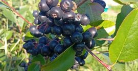 ARONIA NA SPRZEDAŻ 15 lejów kg