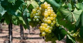 Winogrona z certyfikowaną uprawą ekologiczną na sprzedaż, odmiany Trebbiano,