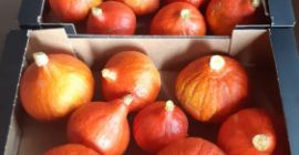 Sprzedam dynie hokkaido towar pakowany w karton 10 kg,