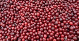 Sprzedam partię około 21 000 kg mrożonej wiśni kwaśnej