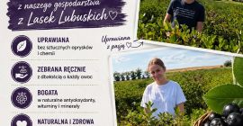 Aronia do odbioru bezpośrednio po zbiorze około 20 ton