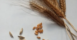 Oferuję pszenicę samopszę Triticum monococcum L. oraz pszenice płąskurkę