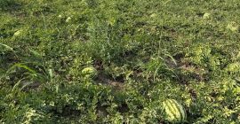 Jesteśmy rumuńskim producentem oferującym/sprzedającym świeże arbuzy z naturalnej uprawy,