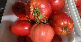 Sprzedaję świeże pomidory ogrodowe w wyjątkowej cenie 2 euro