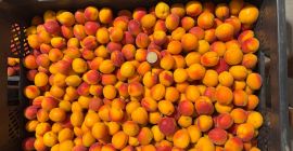 Sprzedam drobną morele harlayne, kalibrowane. Prosto od producenta. Proszę
