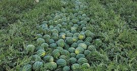 Sprzedam arbuzy, melony miodowe i kantalupa. Możliwe również mniejsze